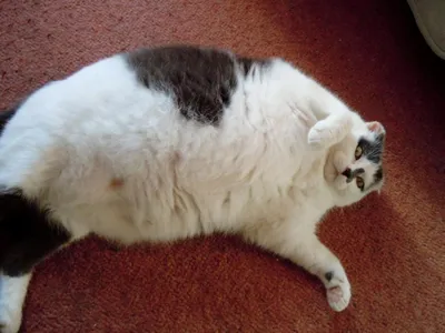 Нейросеть Midjourney показала толстых котов-самураев, познающих кодекс  Бусидо | Пикабу