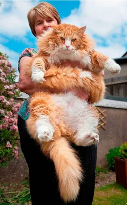 Если не лайкнуть толстых котов ты …» — создано в Шедевруме
