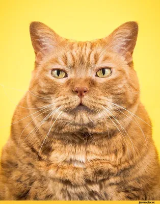 18 толстых котов в одной фотосессии | Котики | Европа Плюс