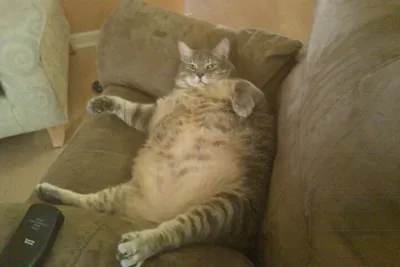 Ленивые и прекрасные: как выглядят лучшие в мире толстые коты