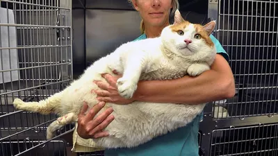 ТОП 5 самых толстых котов в мире! | Приятно смотреть! | Дзен