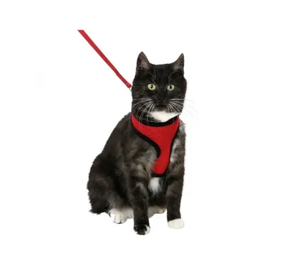 Шлейка с поводк для крупных котов - красный / черный 120см x 15мм @  Petworld Lemmikloomapood