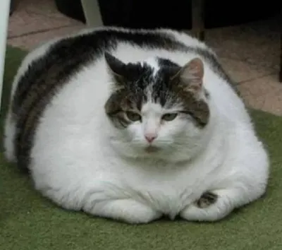 18 толстых котов, которым стоит сесть на диету