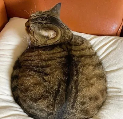 В США спасли одного из самых толстых котов в мире. Его вес более 18 кг |  РБК Life