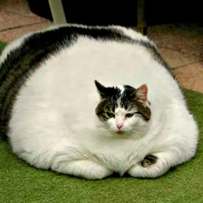 1000 толстых котов» — создано в Шедевруме