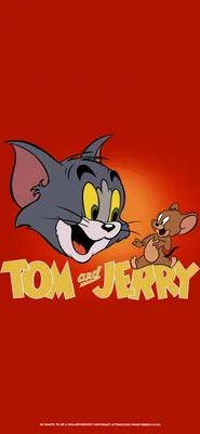 Том Кэт Джерри Маус Том и Джерри, Злой Джерри Фри, Джерри Мышь,  млекопитающее, кошка, как млекопитающее png | Klipartz
