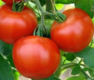 томат — Викисловарь