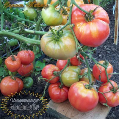 Лучшие рецепты из помидоров, томаты как тренд 2023 года - Афиша Daily