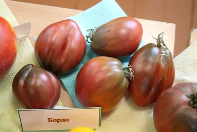 Выращивание томатов (помидоров) в теплице и открытом грунте, семенами и  рассадой - Метеонова