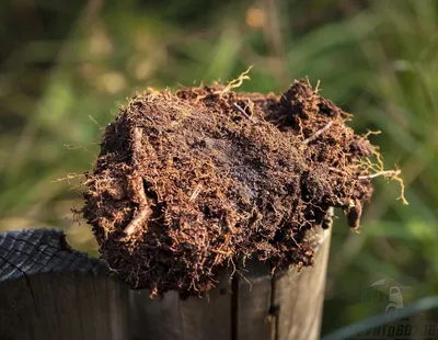 Агромелиоративные приемы восстановления плодородия выработанных торфяных  почв