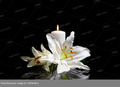 Траурные цветы лилии и горящая свеча на темном фоне :: Стоковая фотография  :: Pixel-Shot Studio