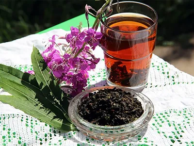 Иван-чай: инструкция по сбору и ферментации