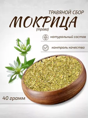 Мокрица-трава: лечебные свойства и применение - 7Дней.ру