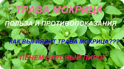 растёт в натуральных калитках мокрица с зелеными листьями. лекарственный  дикорастительный чайник. трава с пушистыми Стоковое Фото - изображение  насчитывающей лужок, цвет: 247605952