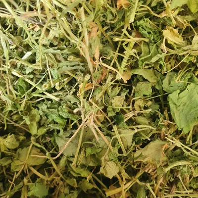 Мокрица (звездчатка) трава, 100г купить с доставкой | Интернет аптека  Фито-Доктор ⭐
