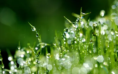 Трава с росой утра в предпосылке конспекта солнечности - серии 2 Стоковое  Фото - изображение насчитывающей вода, природа: 48147008