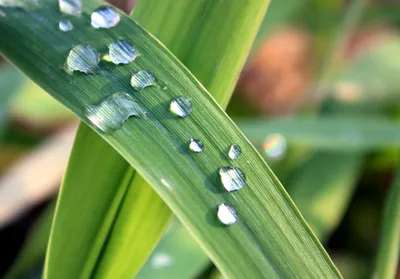 роса на траве после дождя, Капли воды, вода, дождевая вода фон картинки и  Фото для бесплатной загрузки
