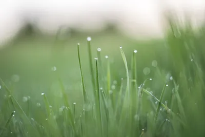 Фото Зеленая трава с росой