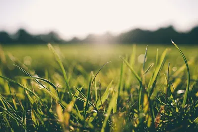 Бесплатное изображение: трава, утро, росы