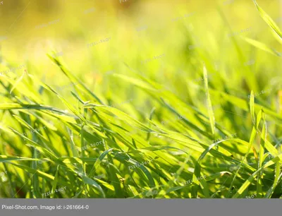 роса на траве · бесплатная фотография от photomonstr - картинки на Fonwall