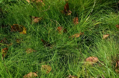 утренняя роса на траве, раннее утро, трава, роса фон картинки и Фото для  бесплатной загрузки