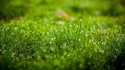 Скачать обои трава, макро, роса, капля, grass разрешение 1920x1200 #81761