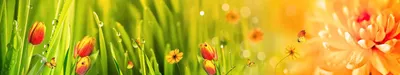 Свежая зеленая трава с росой Стоковое Изображение - изображение  насчитывающей среда, конспектов: 53954081
