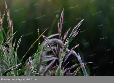 Роса на траве | Трава, Природа, Пейзажи