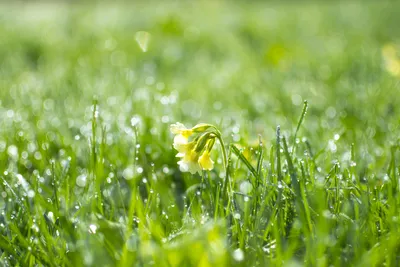 Скачать обои трава, роса, капли, весна, grass разрешение 1280x1024 #147415