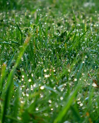 утренняя роса | лесная трава с утренней росой... | Сергей Фомичев | Flickr
