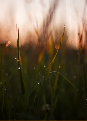 Трава, роса, блики солнца, прозрачная…» — создано в Шедевруме