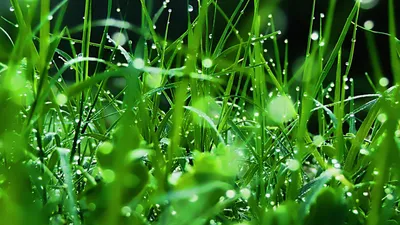 Свежая зеленая трава с росой Стоковое Фото - изображение насчитывающей  естественно, жизнь: 144864100
