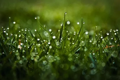 Бесплатное изображение: капли воды, травянистые растения, влажность, росы,  крупным планом, лугопастбищные угодья, мокрый, трава, завод, на открытом  воздухе