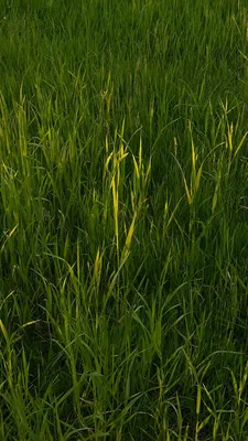 Эстетика лета зелёная трава лучи солнца на траве зелень обои на телефон  газон | Эстетика, Трава, Зеленые обои