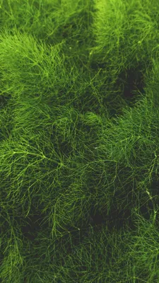 Обои на телефон трава, зеленый, растение - скачать бесплатно в высоком  качестве из категории \"Природа\"