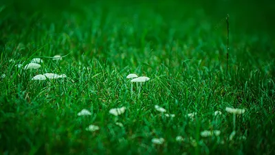 зеленая трава обои, зеленый, Защита для глаз, Защита окружающей среды фон  картинки и Фото для бесплатной загрузки
