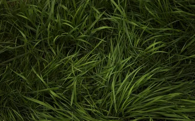 Зеленая трава летом, примятая чьим-то следом - обои на телефон