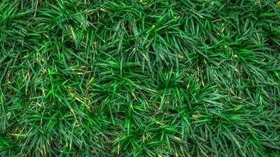 Скачать 1920x1080 трава, крупным планом, зеленая обои, картинки full hd,  hdtv, fhd, 1080p