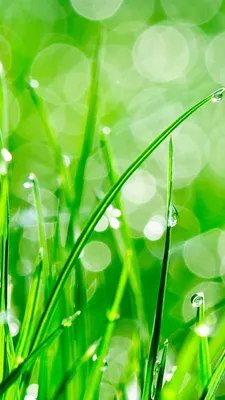 Ландшафтная искусственная трава 35 мм UF Grass Light Green – купить в  Екатеринбурге