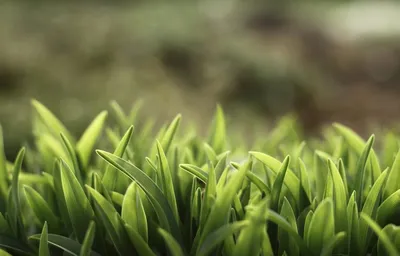 Зеленая трава на фоне неба :: Стоковая фотография :: Pixel-Shot Studio