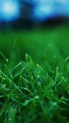 Скачать 800x1420 трава, лето, газон обои, картинки iphone se/5s/5c/5 for  parallax
