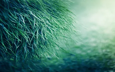 Samsung Galaxy S4 трава обои, 3d иллюстрация изгиба травяного поля со  смартфоном, изолированное сельскохозяйственное травяное поле, креативная  реклама фон картинки и Фото для бесплатной загрузки