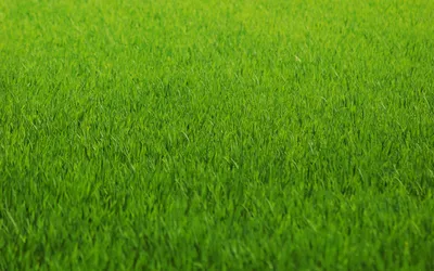Зеленая трава на берегу реки берегу реки о скалы Стоковое Фото -  изображение насчитывающей лето, россия: 188512496