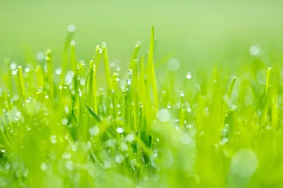 Обои Зеленая трава в росе, раздел Макро - скачать бесплатно на рабочий стол  | Grass wallpaper, Nature wallpaper, Bokeh wallpaper
