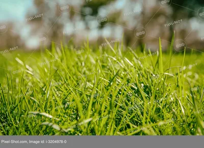 трава на склоне, луга, травяной склон, газон png | Klipartz