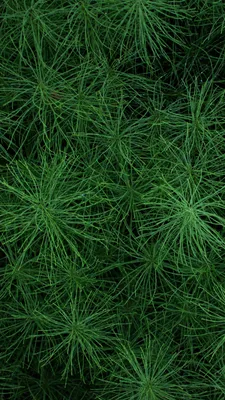 Декоративная зеленая трава - 63 фото