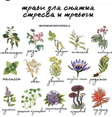 Травы от стресса | Лекарственные растения, Растения, Трава