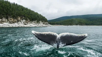 Три кита, которые сейчас держат и движут мою Землю: 😃 ЖИЗНЕРАДОСТНОСТЬ 😍  ЖИЗНЕЛЮБИЕ 🤩 ЖИЗНЕДЕЯТЕЛЬНОСТЬ А ещё я обнаружила как устроен мо… |  Instagram