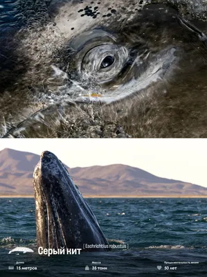 Как спят киты под водой в океане