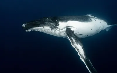 Горбатые киты обладают совершенным «встроенным компасом» - ФОКУС